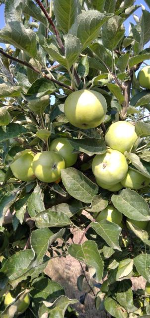 RC Negotin, lokalitet Samarinovac, vizuelni pregled zasada jabuke