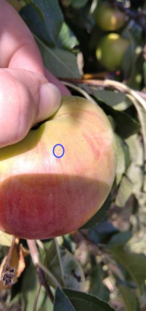 RC Negotin, vizuelni pregled zasada jabuke, jabukin smotavac
