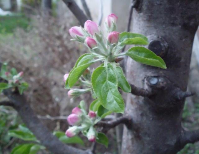 RC Negotin, KO Karbulovo,vizuelni pregled zasada jabuke