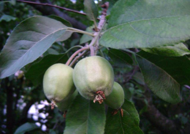 RC Negotin,vizuelni pregled zasada jabuke, drugo opadanje ploda 