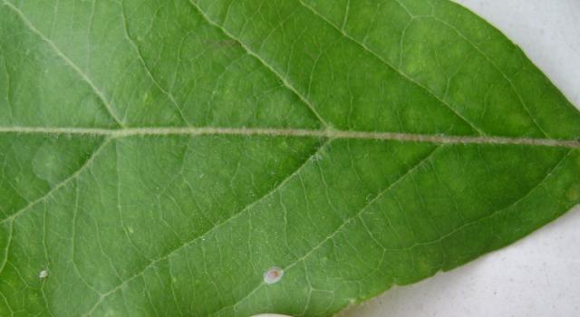 RC Negotin,KO Miloševo,jaja jabukovog smotavca pred piljenje