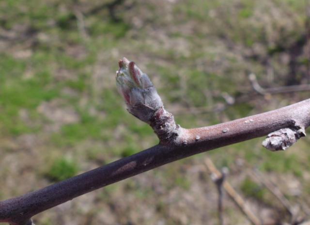 RC Negotin,KO Karbulovo, vizuelni pregled jabuke