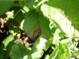 plamenjača krompira Phytophthora infestans