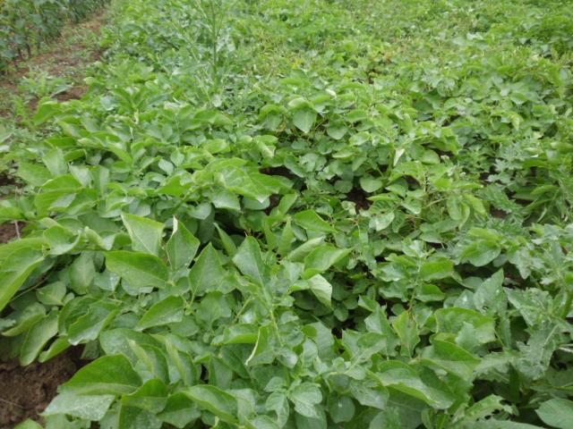 RC Negotin, lokalitet Negotin, vizuelni pregled useva krompira, fenofaza 90 % biljaka zatvara redove
