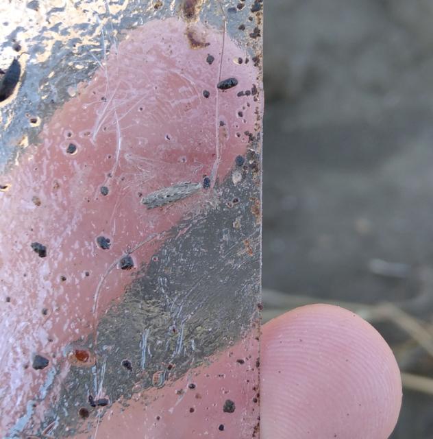 RC Negotin, viyuelni pregled useva krompira, imago krompirovog moljac