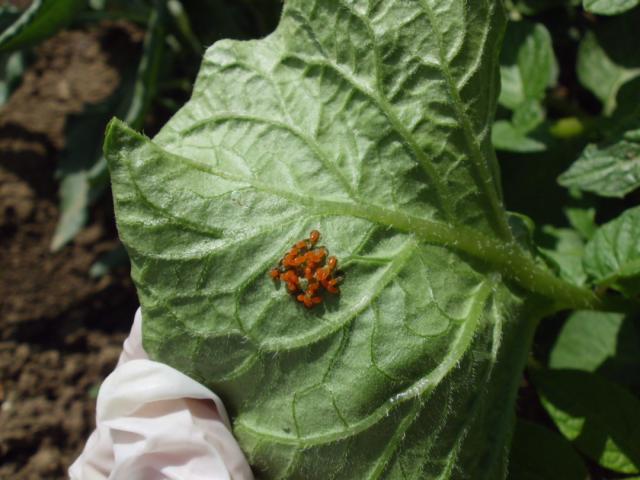 RC Negotin, lokalitet Negotin, vizuelni pregled useva, jajno leglo krompirove zlatice