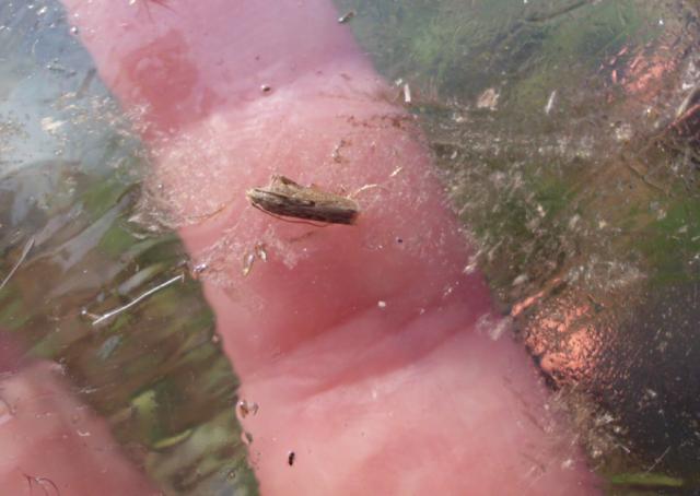 RC Negotin,lokalitet Rit, vizuelni pregled useva krompira, krompirov moljac Phthorimaea operculella