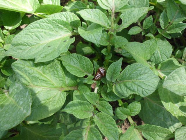 RC Negotin, lokalitet Negotin, vizuelni pregled useva krompira, Imago krompirove zlatice