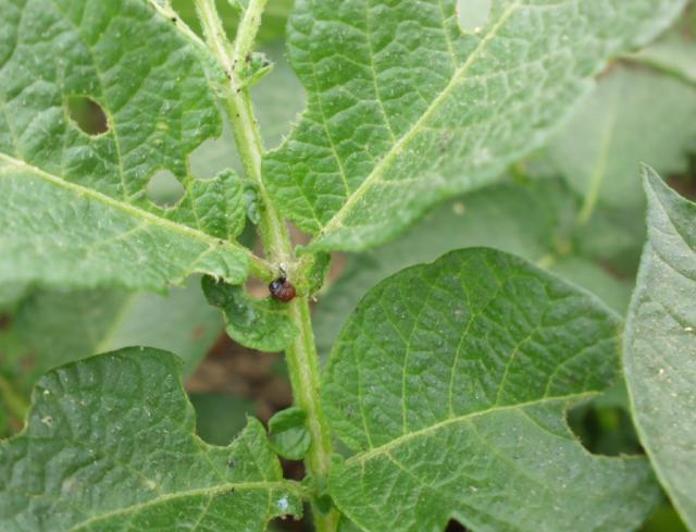 RC Negotin, lokalitet Negotin, larva krompirove zlatice 