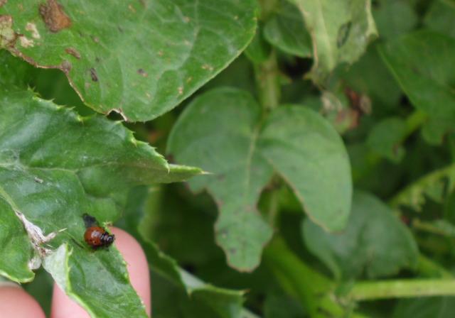 RC Negotin, vizuelni pregled useva krompira,larva krompirove zlatice