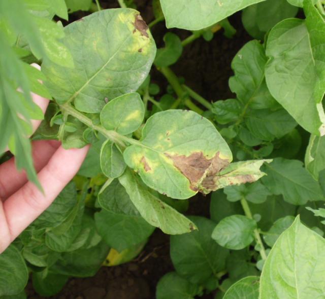 RC Negotin, vizuelni pregled useva krompira, simptom plamenjače krompira