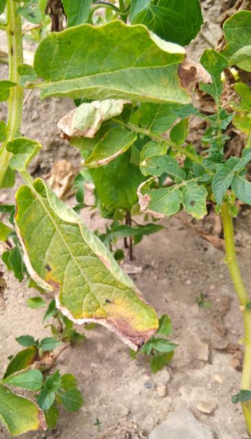 RC Negotin, lokalitet Rit, vizuelni pregled useva krompira, prisustvo simtom plamenjače krompira