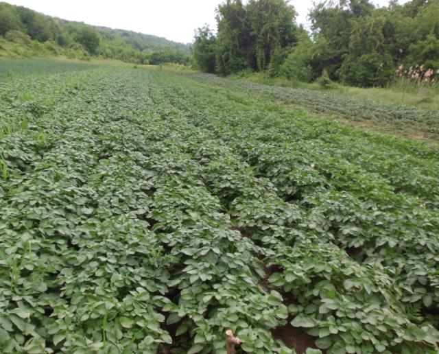 RC Negotin, lokalitet Negotin, vizuelni pregled useva krompira