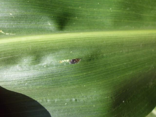RC Negotin, vizuelni pregled useva kukuruza, parazitirano jajno leglo od strane osice iz roda Trichogramma.