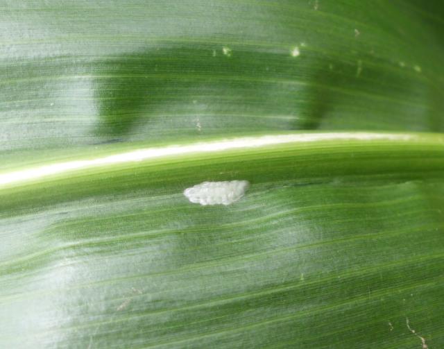 RC Negotin, lokalitet Rit vizuelnipregled zasada kukuruza, jajno leglo kukuruznog plamenca