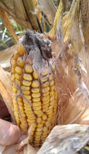 RC Negotin, vizuelni pregled klipova kukuruza pred berbu