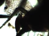 Ženka Drosophila suzukii