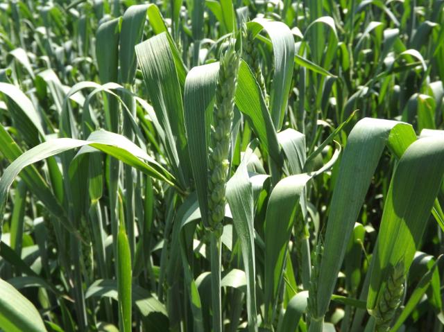RCNegotin,lokalitet Kobišnica,vizuelni pregled useva pšenice,fenofaza klasanja pšenice