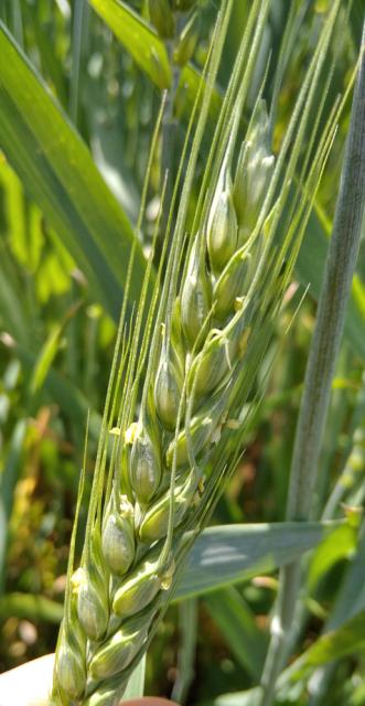 RC Negotin, vizuelni pregled useva ozime pšenice