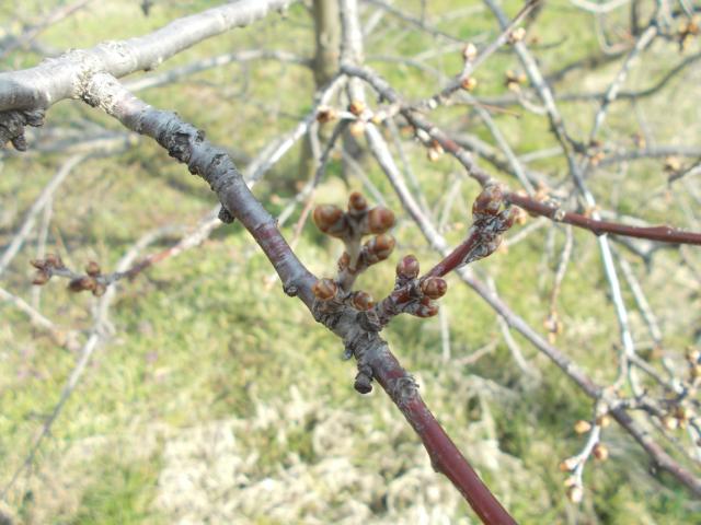 Vizuelni pregled,oblačinska višnja,BBCH skala od 01 do 03