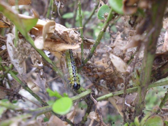 RC Negotin, vizuelni pregled šimšira, larva šimširovog plamenca