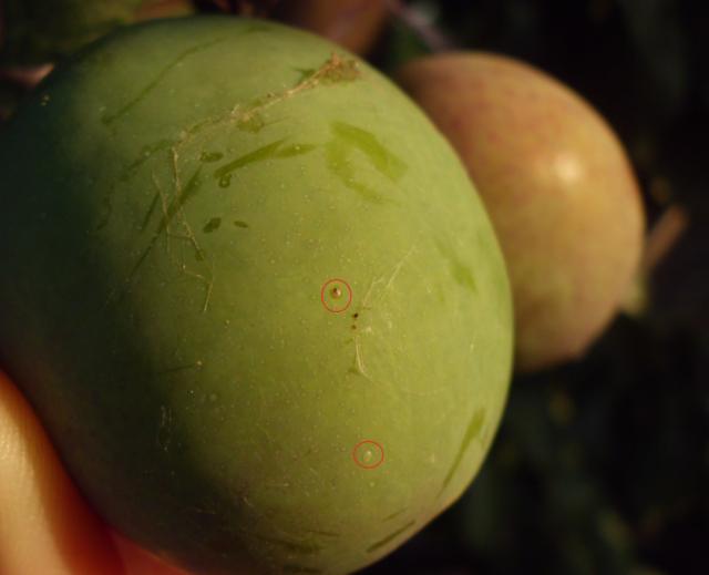 RC Negotin, vizuelni pregled plodova šljive, jaja treće generacije šljivinog smotavca