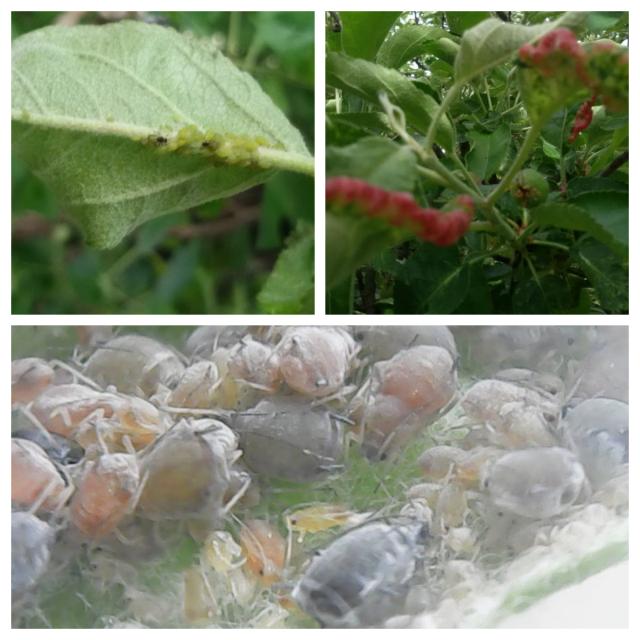 zelena jabukina vaš (Aphis pomi), jabučne pepeljaste vaši (Dysaphis plantaginea) i lisne vaši crvenih gala (Dysaphis devecta)