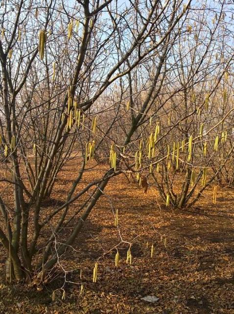 Vizuelni pregled zasada leske
Mesto pregleda lokalitet Matejevac