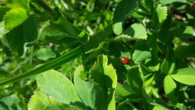 Vizuelni pregled zasada lucerke 
Mesto pregleda: lokalitet Merošina
