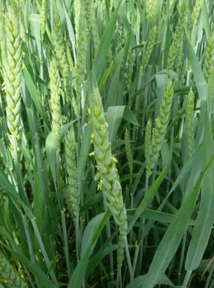 Vizuelni pregled useva pšenice
Mesto pregleda lokalitet Bubanj