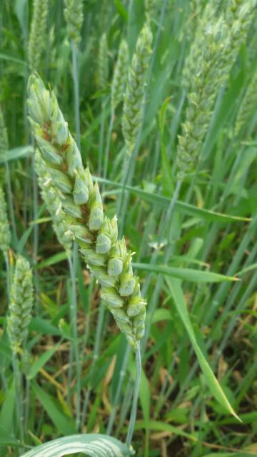 Vizuelni pregled useva pšenice
Mesto pregleda lokalite Malča
