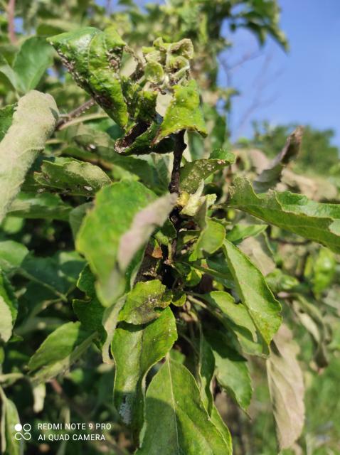 brašnjava jabukine vaši (Dysaphis plantaginea)