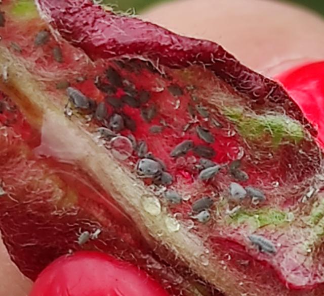 Lisna vaš crvenih gala jabuke (Dysaphis devecta) 