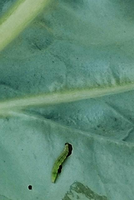 prisustvo larvi kupusovog moljca (Plutella xylostella)