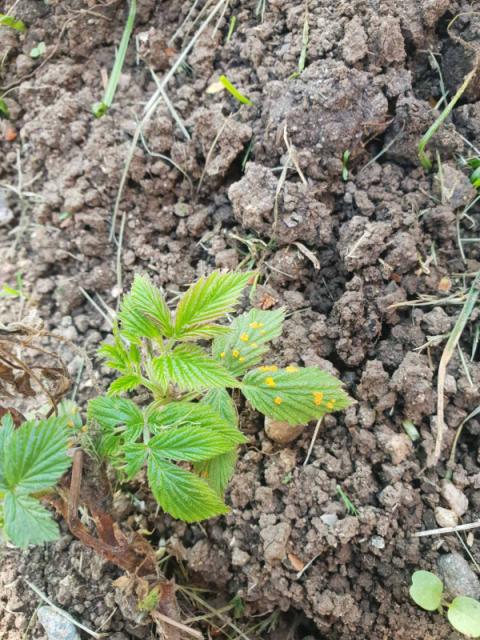 Rđa maline (Phragmidium rubi)