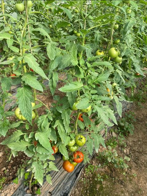 BBCH 66-85 paradajz