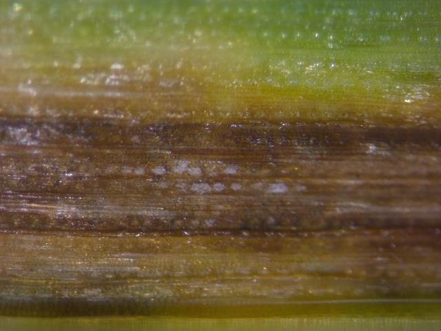 Ramularia collo-cygni 