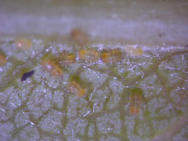 Mlađe larve kruškine buve