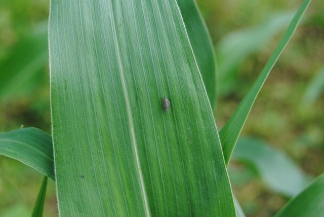 Imago Reptalus panzeri