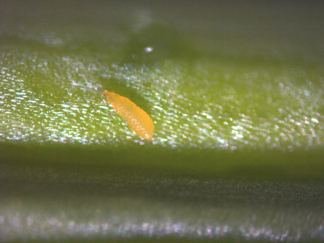 Larva tripsa