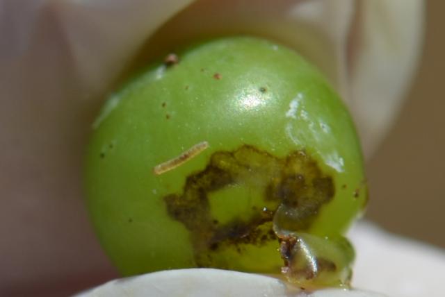 Larva Lobesia botrana