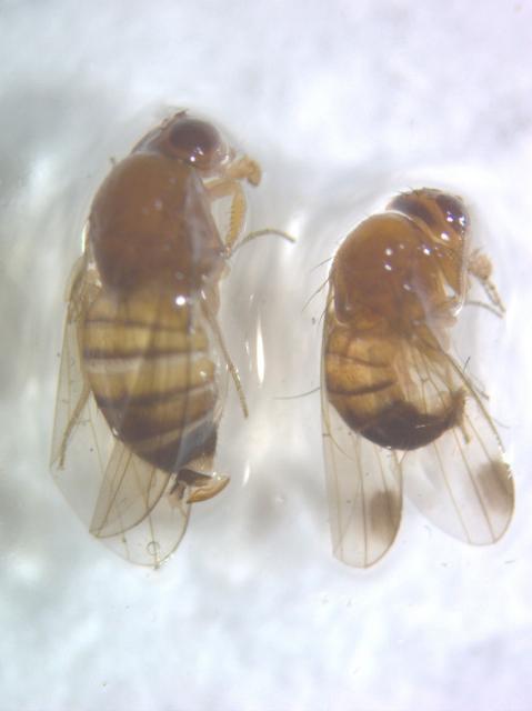Odrasle jedinke azijske voćne mušice