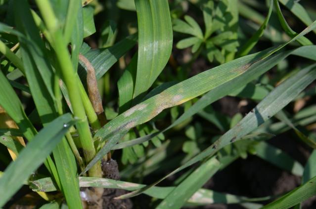 Septoria tritici i Erysiphae graminis