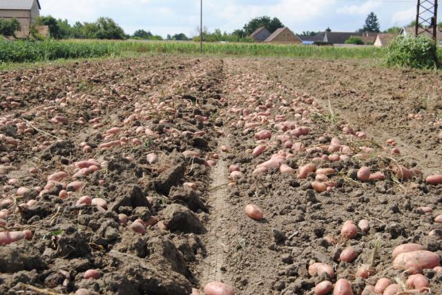 30.07.2019 Ostavljen krompir na parceli