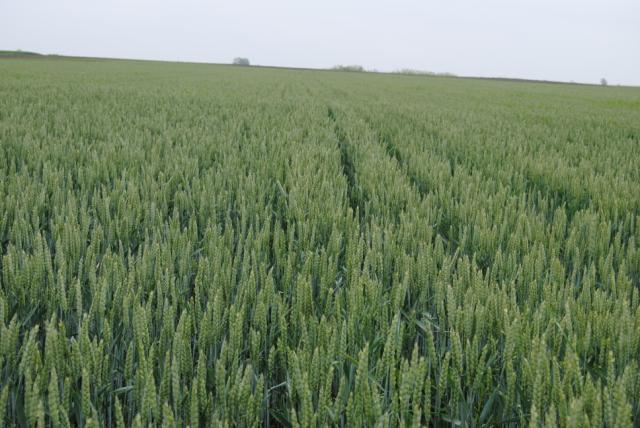 17.05.2021 Usev pšenice BBCH 65