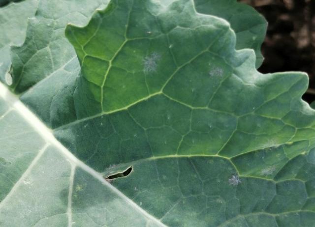 Erysiphae cruciferarum