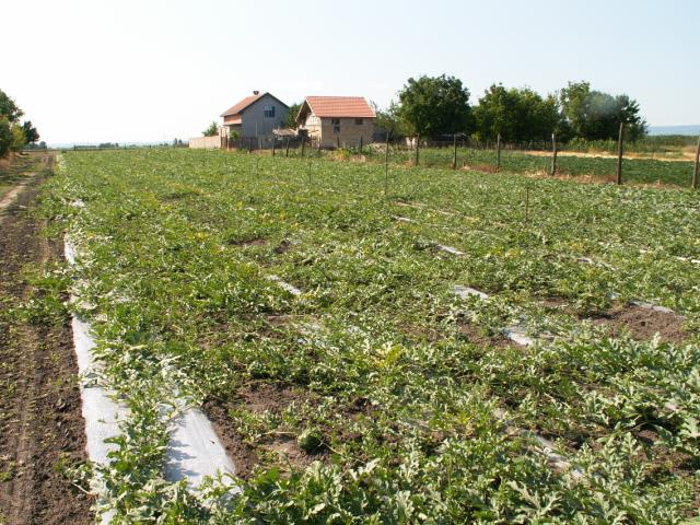 simptom grinja na lubenicama,žutilo u centralnom delu kućice, lokalitet Kać 27.06.2012