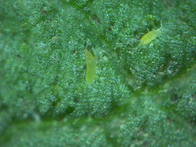 larve tripsa na listu krastavca