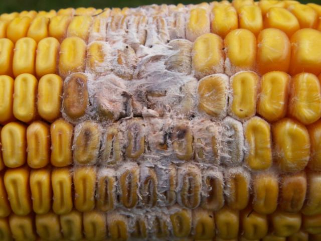 simptomi oštećenja klipa kukuruza od fusarium spp.