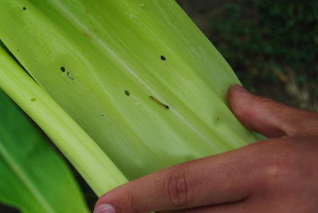 Larva kukuruznog plamenca